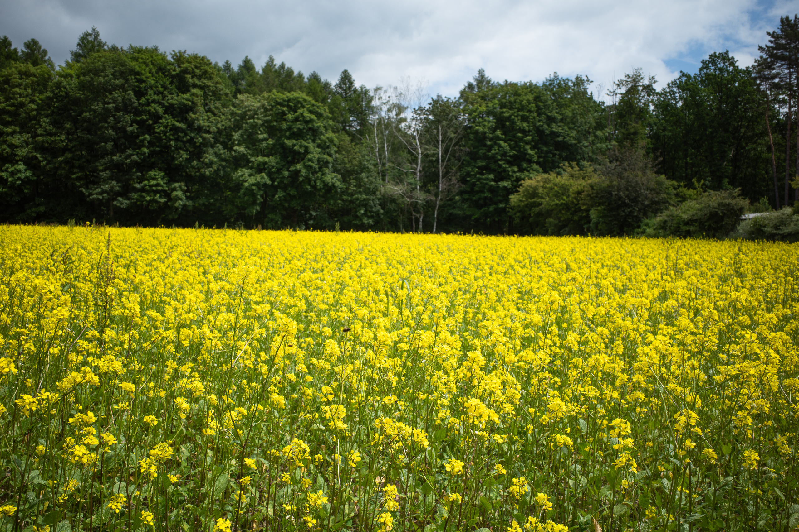 In Reihen gepflanzte Föhren – wie Eukalyptusplantagen